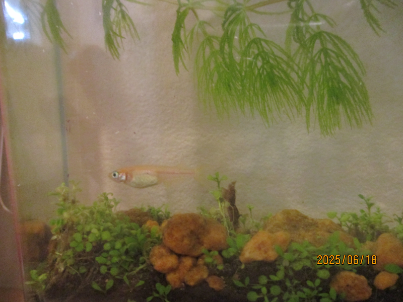 清澄白河園のお友だち