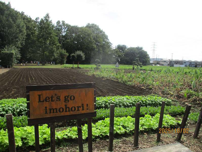 5歳児芋掘り遠足