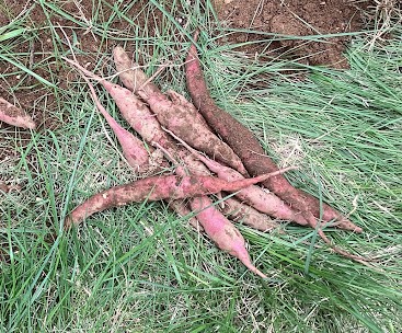 秋の味覚 さつま芋のおやつ