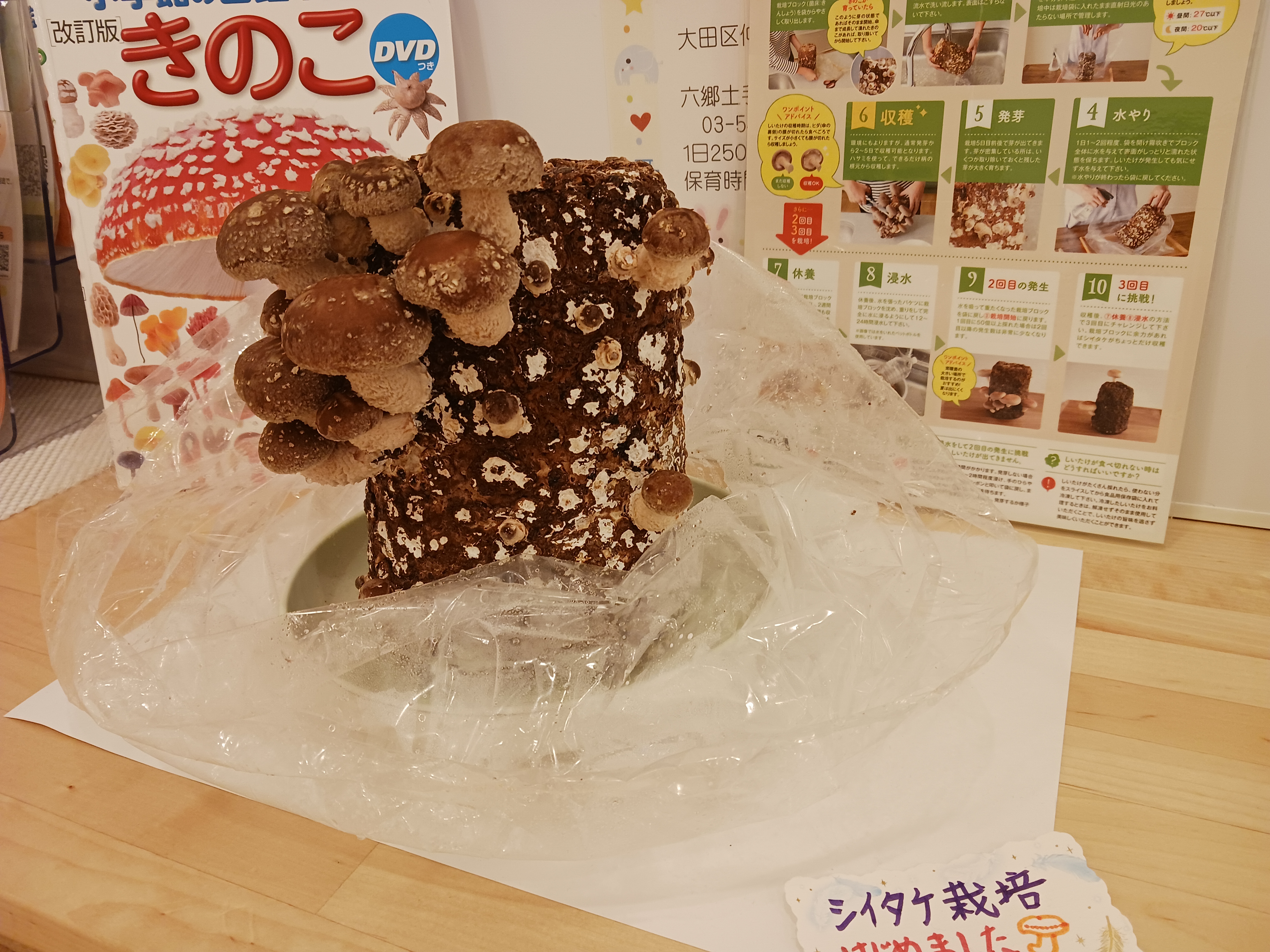 【しいたけ栽培☆】