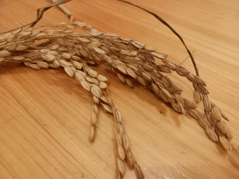 【お米ができたよ☆】