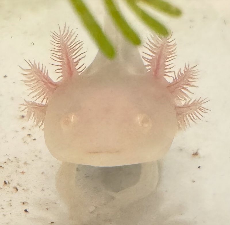 水槽リニューアル