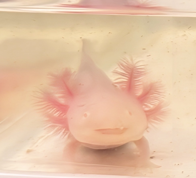 生き物の赤ちゃんもいる保育園