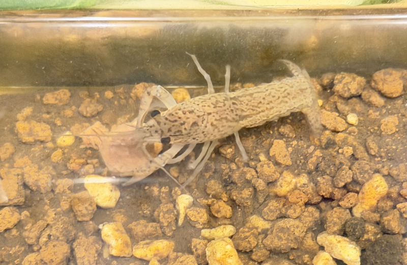 ザリガニの成長!